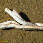 Serpulidae