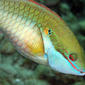 3922are Redband Parrotfish (Sparisoma aurofrenatum)